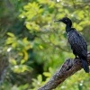 Kormoran australsky - Phalacrocorax sulcirostris - Little Black Cormorant o7876